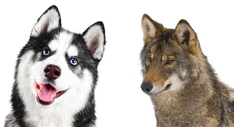 Husky Wolf Mix Complete Guide To A Wild Hybrid