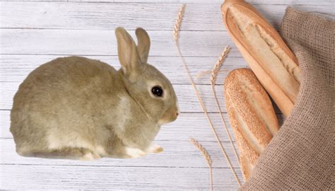 Can Rabbits Eat Bread Whyrabbitscom