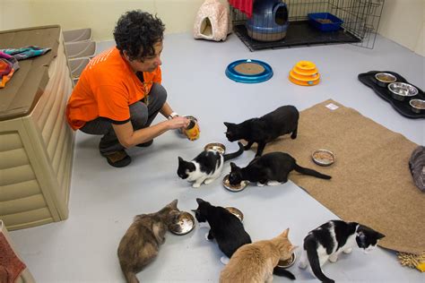 Ford Cat Shelter A Safety Haven For Homeless Cats
