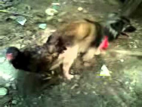 Ela brinca com seu clitóris antes, para excitar o animal e em seguida ele lamber sua bucetinha, atraído pelo cheiro de sexo. cachorro cruza com galinha - YouTube