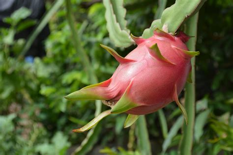 Maybe you would like to learn more about one of these? Free Images : flower, botany, flora, macro photography ...