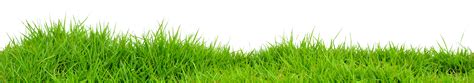 Grass Png Image Purepng Free Transparent Cc0 Png Image Library