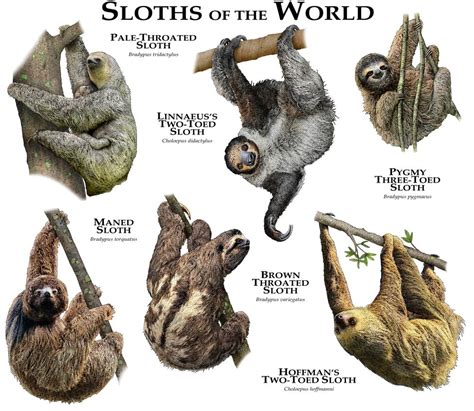 The Sloths Of The World