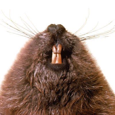Hairy Beaver Hairy Beaver Twitter