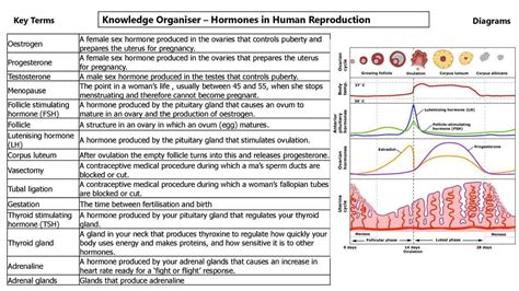 Knowledge Organiser Hormones In Human Reproduction Ppt Download