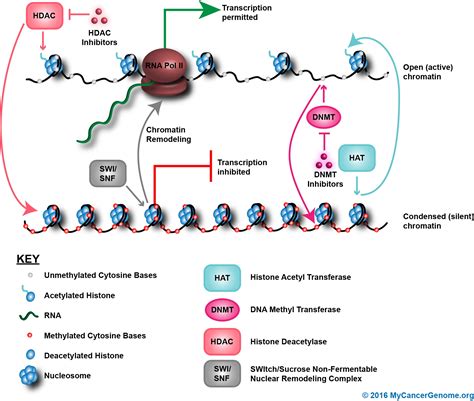 chromatin remodeling dna methylation my cancer genome