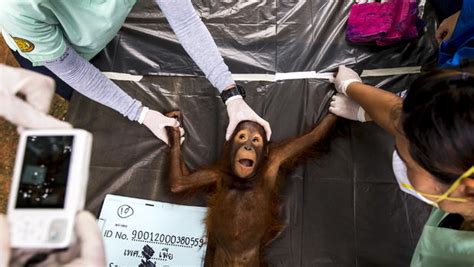 Orangutans Released Back Into The Wild In Borneo CBS News