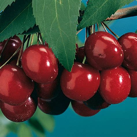Black Tartarian Cherry Cherry Trees Stark Bros