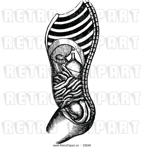 Vector Clip Art Of Retro Human Stomach Anatomy In Profile By Prawny