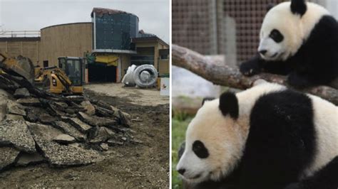 Calgary Zoo Prepares Panda Pad For Chinese Bears Set To Arrive Next