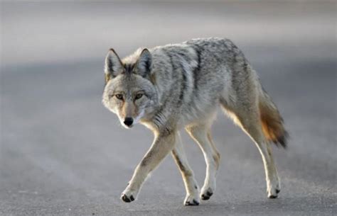 Millions Of Coywolf Coyote Wolf Hybrids Live In North America Slashgear