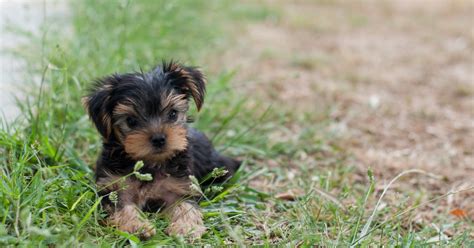 With their verdant green canopy of leaves, ferns are among the most commonly preferred plants in india. 10 Low-Maintenance Dog Breeds To Choose From, Because Your ...