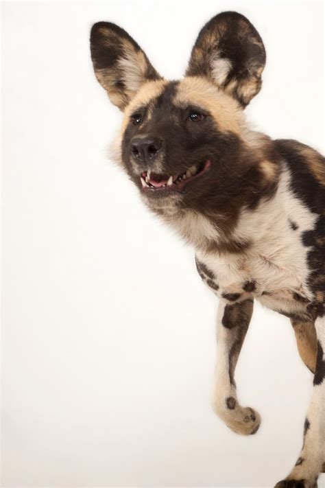 What Does An African Dog Look Like