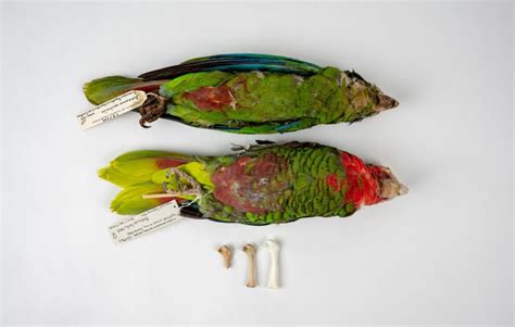 Unlocking The Parrots Past Ancient Dna Reveals Unexpected Extinctions