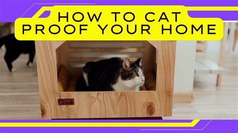 How To Make Your Home Cat Proof Youtube