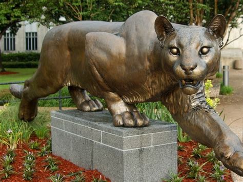 The University Of Houston Brings Back The Live Cougar
