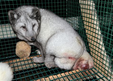 Finnish Fur Farms Not as Humane as Billed