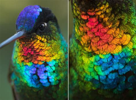 Photographer Captures Amazing Close Up Photos Of Hummingbirds