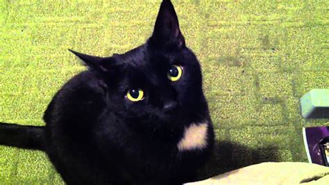 Cute Black Cat Youtube