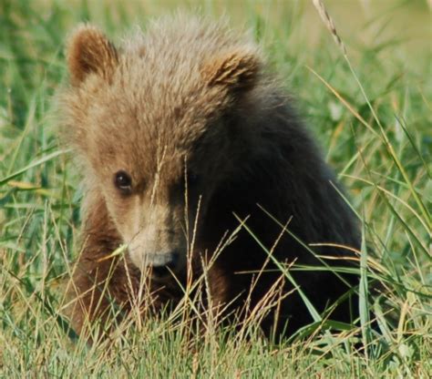 Grizzly Bear Cubs Grizzly Bear Blog Page 4