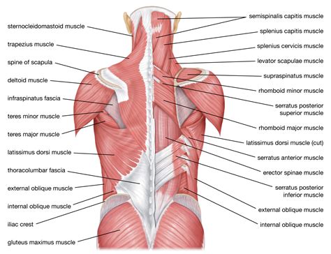 Muscles Labeled Front And Back Muscles Diagrams Diagram Of Muscles My Xxx Hot Girl