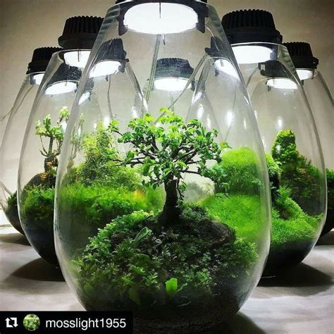 Choosing terrarium plants can take thought. Beautiful! By @mosslight1955 | Garden terrarium, Bottle ...