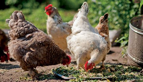 Feeding Chickens Before Bagged Feed Hobby Farms