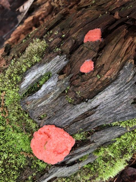 Pink Foam Like Fungus Found On Log In Western Maryland Rmycology