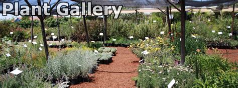St George Ut Plant Gallery By Eagle Creek Landscapes