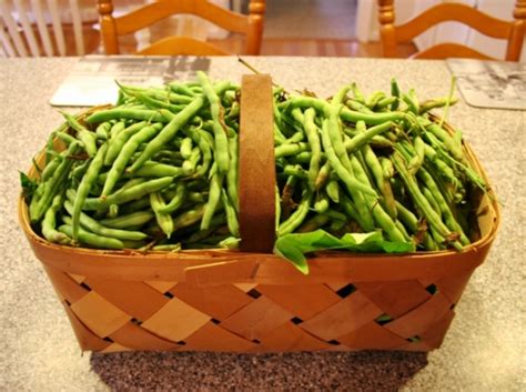 While the squash is in the boiling water, go ahead and prepare your freezer bags to put the squash in to freeze. How to Freeze Green Beans and Garden Update - Rhapsody in ...