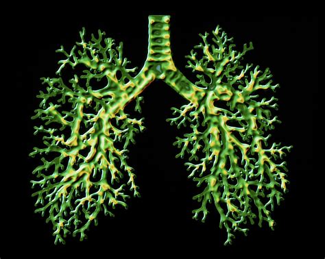 Lungs Photograph By Alfred Pasieka Science Photo Library Fine Art America