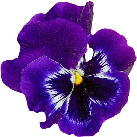 PNG Violets Flowers Transparent Violets Flowers.PNG Images. | PlusPNG png image