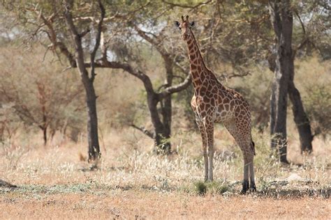 Northern Giraffe Giraffa Camelopardalis Giraffe Conservation Foundation