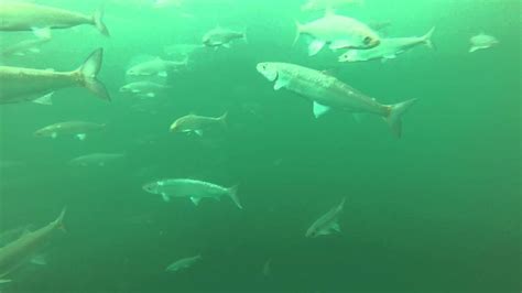 Gopro Underwater Ice Fishing Lake Superior Youtube