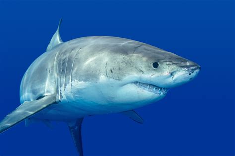 Download Animal Shark 4k Ultra Hd Wallpaper