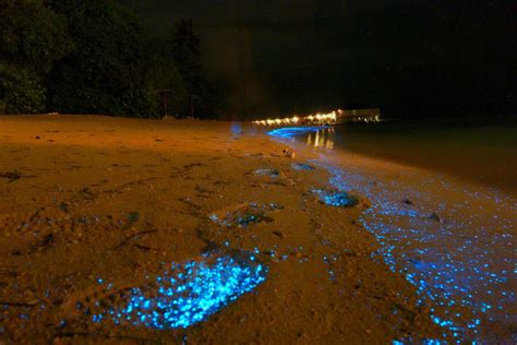 Glowing Footsteps On The Beach On Vaadhoo Island Maldives Places To
