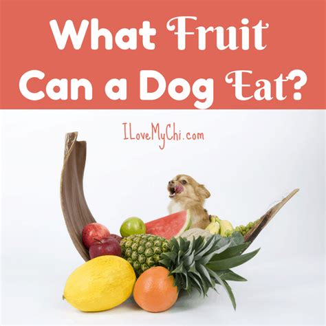 The seeds are a big point of contention, too. What Fruit Can a Dog Eat? | I Love My Chi