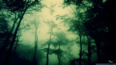 Download Dark Forest Wallpapers 1080p For Widescreen