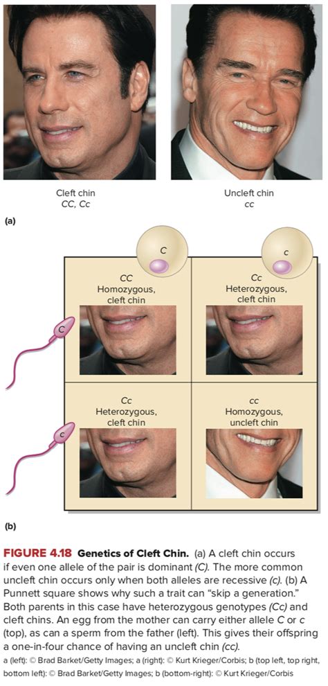Different Types Of Chin Shapes