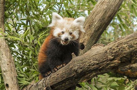 Rote Pandas Aus Dem Linzer Zoo Getauft Nachrichtenat