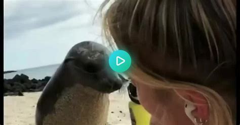 Seals And Humans Having Fun Album On Imgur