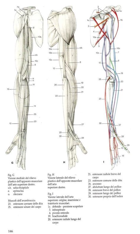 Character Anatomy Shoulders Human Anatomy Drawing Anatomy Sketches