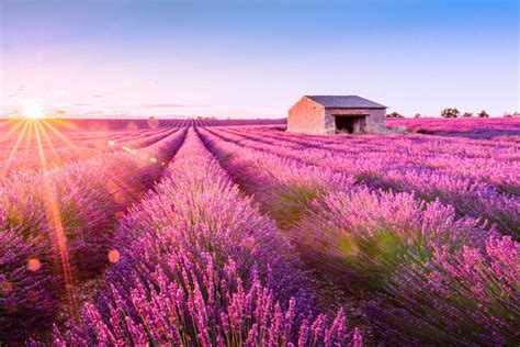 When Is Lavender Season In Provence France Bucket List