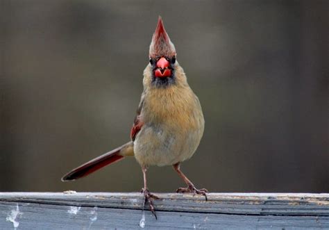 Proven Ways To Attract And Identify Northern Cardinals Birds And Blooms