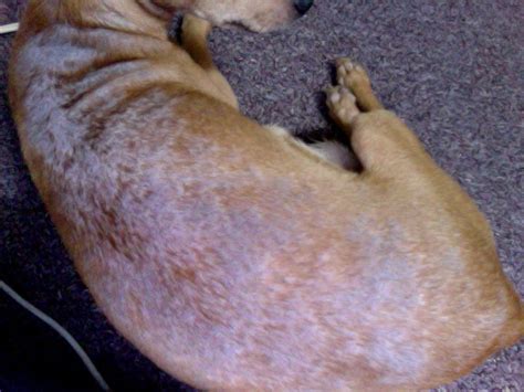 To be able to successfully diagnose and treat your dog for scratching and hair loss, your veterinarian will likely need to perform some basic laboratory testing. I have a Chihuahua and it's a female. She's been itchy and ...