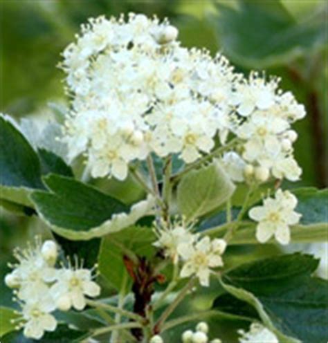 The colorado general assembly wisely made it illegal to uproot the flower on public lands and the gathering of blossoms and buds is limited. The Tree Pages