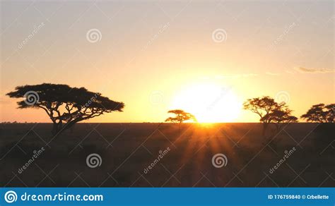 Sunset Shot Of Acacia Trees In Serengeti Np Stock Photo Image Of