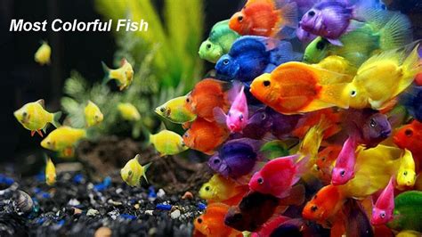 Most Colorful Fish Videos10 Most Colorful Freshwater Fish For Your