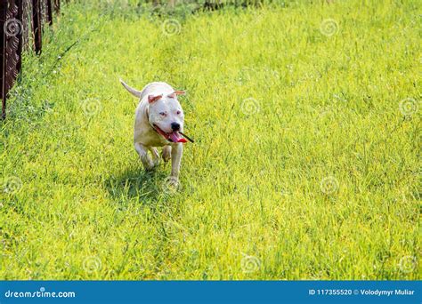 Young White Dog Breed Pitbull Running Through Green Grass Walk Stock
