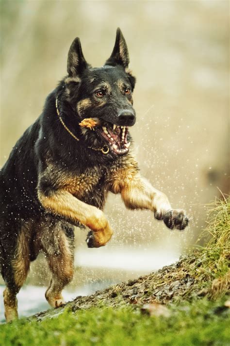 Angry And Fun German Shepherd Dog Puppy Running In Autumn